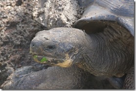 Tortoises are slow