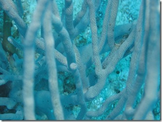 Coral lives matter